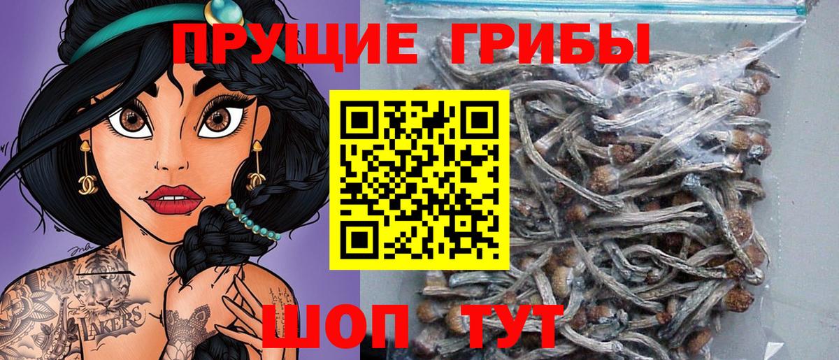 Галлюциногенные грибы Psilocybe  Вход с VPN  Гатчина  даркнет сайт  Галлюциногенные грибы MAGIC MUSHROOMS 
